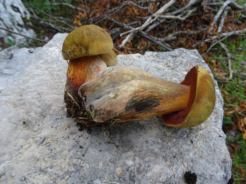 crescita anormale ?.....Boletus luridus